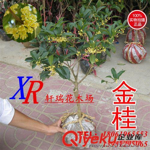 喬木 cdj 嫁接丹桂狀元紅/金桂苗木50-150厘米高 桂花樹苗批發 包郵