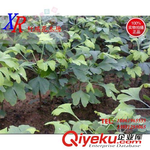 喬木 cdj 嫁接丹桂狀元紅/金桂苗木50-150厘米高 桂花樹苗批發 包郵