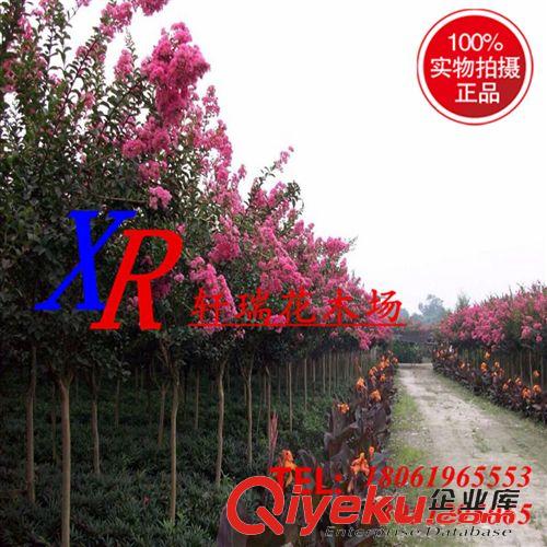 喬木 銷售 紫薇苗 百日紅/紅火箭/國旗紅/紫薇樹 3厘米直徑 綠化工程苗原始圖片2
