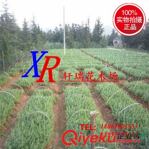 喬木 批發灌木 瓜子黃楊 小葉黃楊 瓜子黃楊球 瓜子黃楊苗