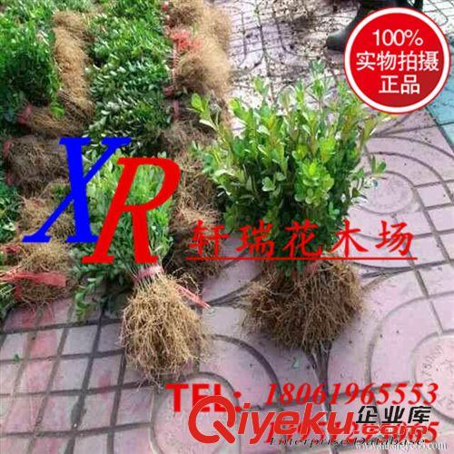花盆容器 批發(fā)白色/紅色塑料花盆底托 花盆托盤 圓型塑料托盤方型塑料托盤
