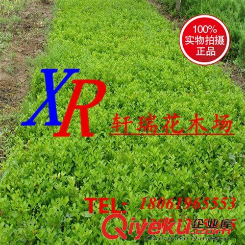 喬木 批發灌木 瓜子黃楊 小葉黃楊 瓜子黃楊球 瓜子黃楊苗原始圖片3