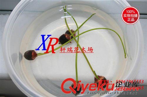 種苗、種子、種球 供應出口級荷花種子 碗蓮種子 粒粒成活 20元/斤1100粒 推廣原始圖片2