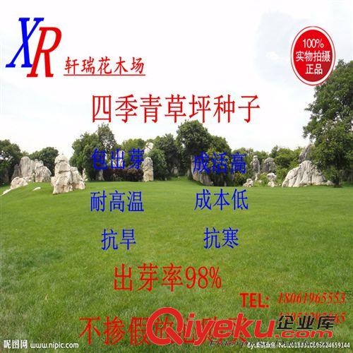 種苗、種子、種球 基地大量供應綠化地被 工程用闊葉麥冬草 量大從優(yōu) 歡迎選購