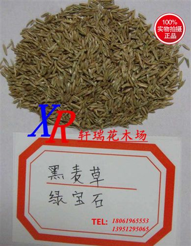 種苗、種子、種球 草坪種子 四季青草籽 進口草種 草坪 工廠綠化手{sx} 推廣原始圖片2
