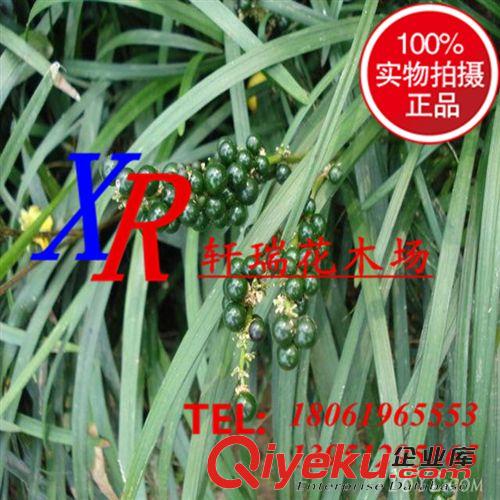 盆栽 基地批發月季 盆栽月季苗 藤本月季苗 豐花月季 紅帽月季 規格全