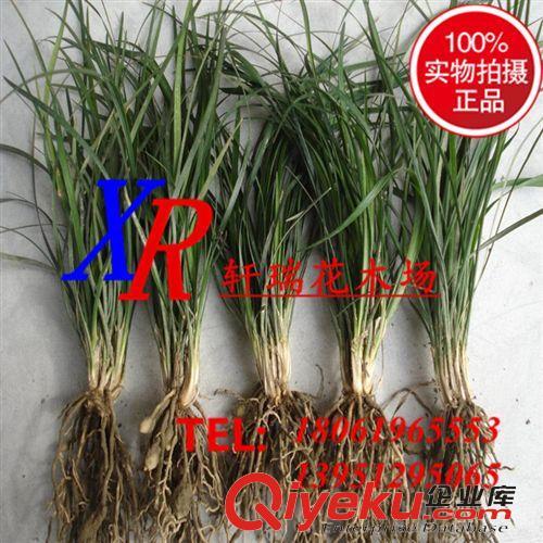 種苗、種子、種球 基地大量供應綠化地被 工程用闊葉麥冬草 量大從優(yōu) 歡迎選購原始圖片2