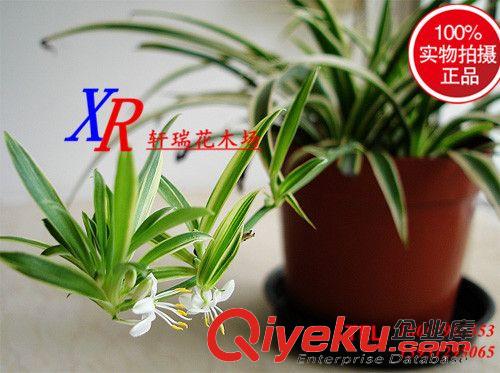 盆栽 廠家直銷 批發桌面 綠色盆栽 鐵蘭紫花鳳梨 四季常綠 小盆栽花卉