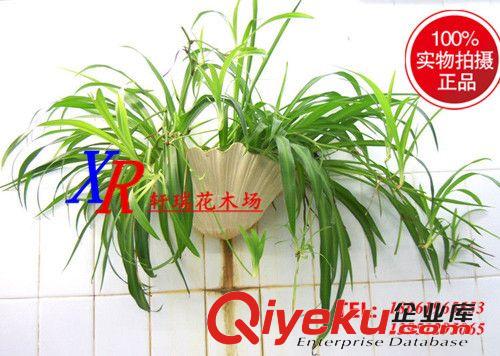 盆栽 批發室內小盆栽 凈化空氣 金邊吊蘭 青葉吊蘭盆景原始圖片2