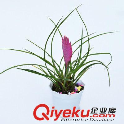 盆栽 盆栽散尾葵 鳳尾葵 室內(nèi)盆栽 客廳會議室居家盆栽植物 凈化空氣