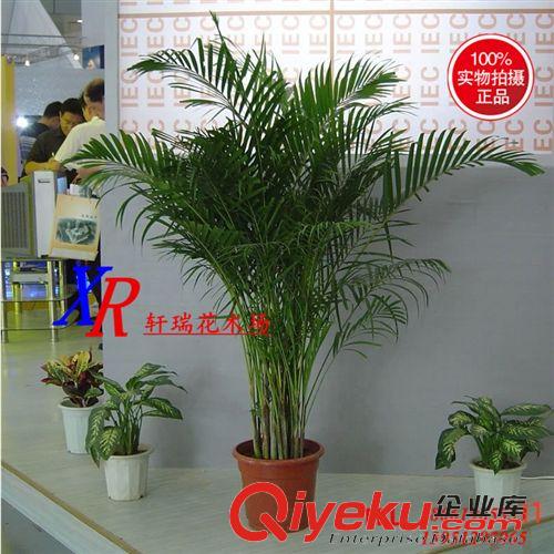 盆栽 大量批發(fā)綠植盆栽 四季常青植物 綠蘿 適合盆栽 水培 垂吊 桌面