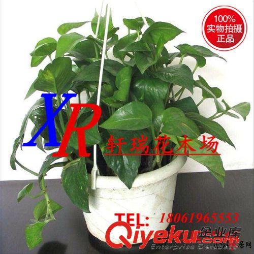 盆栽 大量批發(fā)綠植盆栽 四季常青植物 綠蘿 適合盆栽 水培 垂吊 桌面原始圖片2