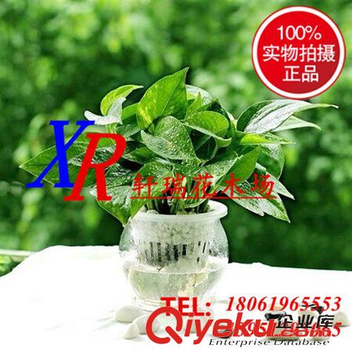 盆栽 大量批發(fā)綠植盆栽 四季常青植物 綠蘿 適合盆栽 水培 垂吊 桌面原始圖片3