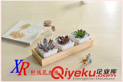 盆栽 大量批發(fā)綠植盆栽 四季常青植物 綠蘿 適合盆栽 水培 垂吊 桌面