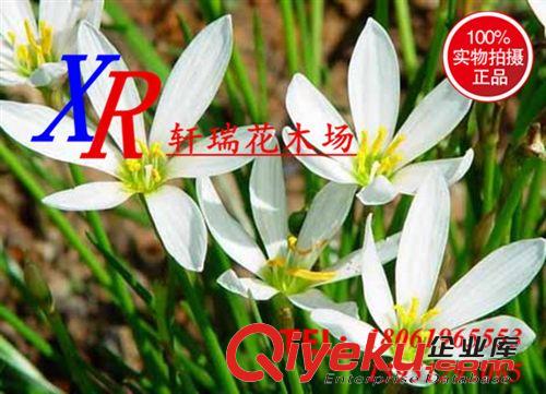 蘭科植物 蔥蘭基地批發蔥蘭苗木 常綠球根花卉 半陰地被植物  灌叢