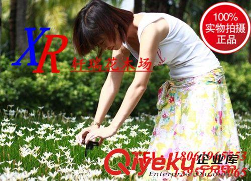 蘭科植物 蔥蘭基地批發蔥蘭苗木 常綠球根花卉 半陰地被植物  灌叢