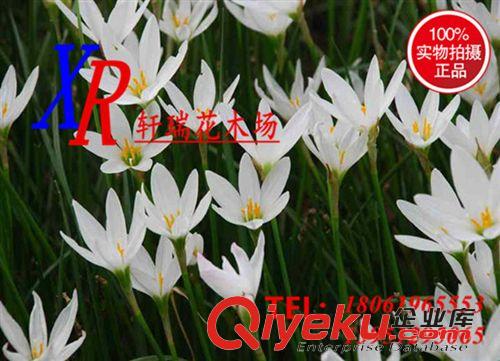 蘭科植物 蔥蘭基地批發蔥蘭苗木 常綠球根花卉 半陰地被植物  灌叢