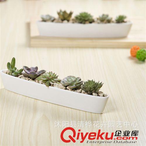 花盆 純白簡(jiǎn)約風(fēng) 船型長(zhǎng)條盆 長(zhǎng)方形花盆 陶瓷多肉花盆 多肉拼盤(pán)原始圖片2