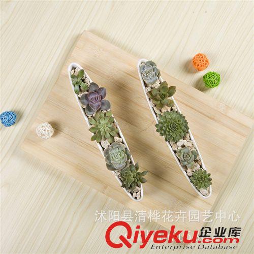 花盆 純白簡(jiǎn)約風(fēng) 船型長(zhǎng)條盆 長(zhǎng)方形花盆 陶瓷多肉花盆 多肉拼盤(pán)原始圖片3