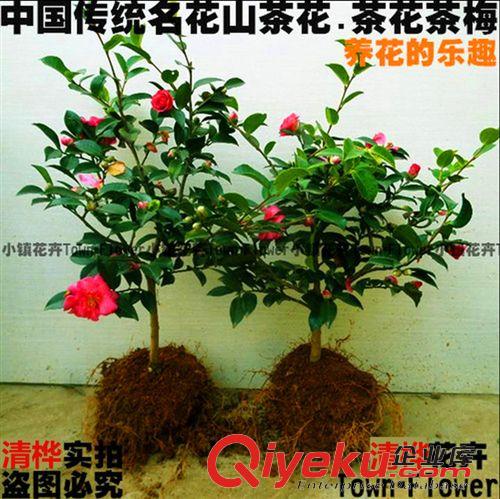 盆景 gd盆栽花卉 金錢(qián)樹(shù)苗 象征榮華富貴 室內(nèi)盆栽花卉綠植 綠植