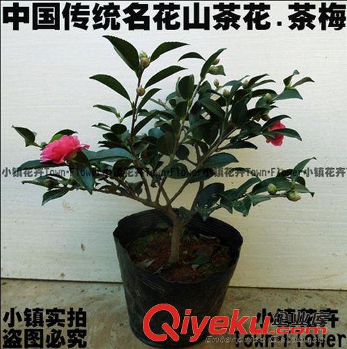 盆景 gd室內盆栽花卉植物 茶花苗 茶花樹苗 茶花樹苗大苗原始圖片2