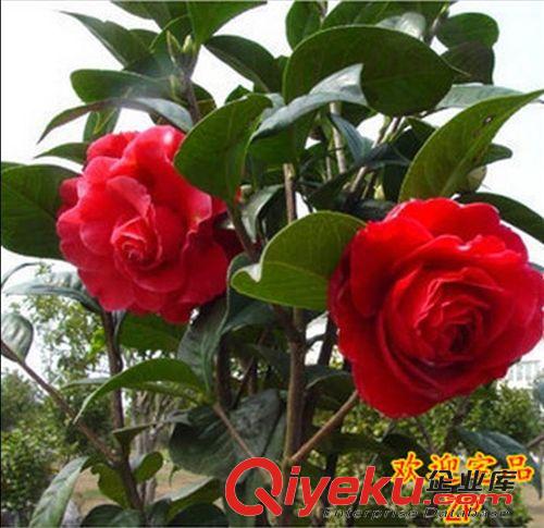 盆景 gd室內盆栽花卉植物 茶花苗 茶花樹苗 茶花樹苗大苗原始圖片3