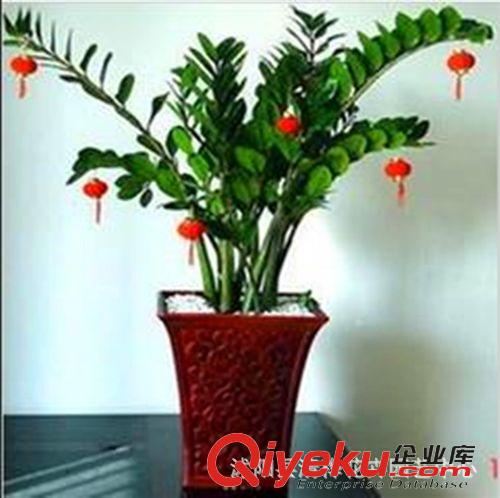 盆景 gd盆栽花卉 金錢(qián)樹(shù)苗 象征榮華富貴 室內(nèi)盆栽花卉綠植 綠植原始圖片3