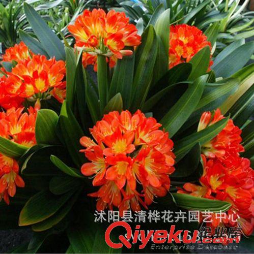 盆景 君子蘭，君子蘭盆景，花卉盆栽，君子蘭批發原始圖片2