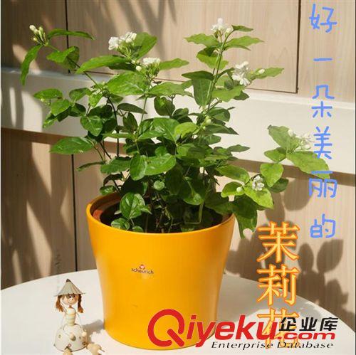 盆景 牡丹花苗 菏澤牡丹花苗盆栽 品種齊全 大苗包成活 保證品種