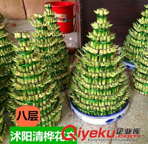 盆景 八層 富貴竹塔 富貴竹 轉運竹 開運竹塔 水培植物步步高 凈化空氣原始圖片2