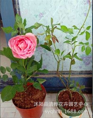 盆景 盆栽花卉月季花苗大花月季苗玫瑰苗當(dāng)年開(kāi)花 庭院植物