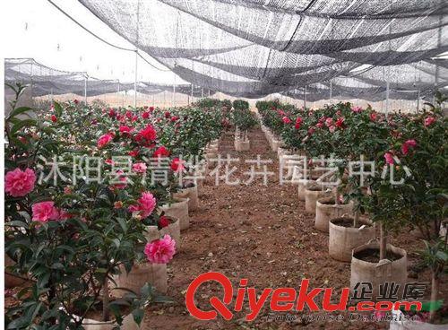 盆景 供應gd室內盆栽植物茶花苗茶花樹苗原始圖片3