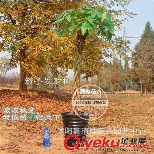 盆景 招財超大獨桿直桿辮子大發財樹 公司門店開業送禮居家綠植物盆景原始圖片3