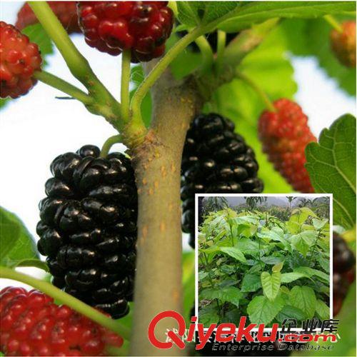 果樹苗 直銷南高叢藍莓樹苗 兔眼系列 薄霧 南方果樹 盆栽地栽苗