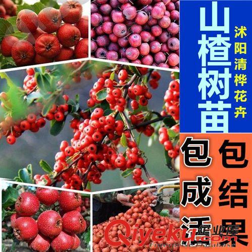 果樹苗 木瓜苗 木瓜樹苗 光皮木瓜果樹苗 青木瓜樹苗 營(yíng)養(yǎng)豐富 庭院果樹