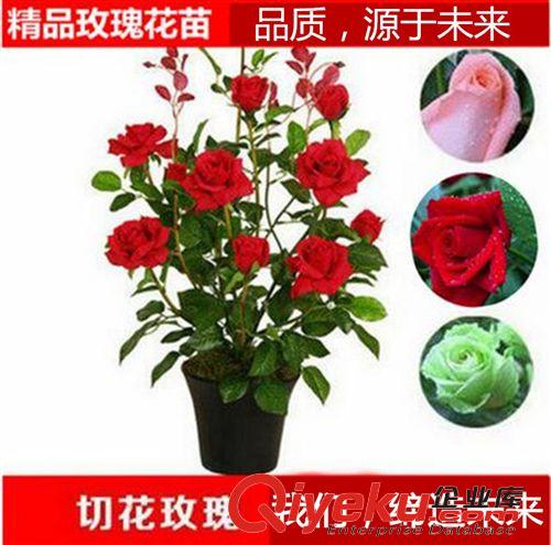 月季精品 玫瑰花苗花卉綠植盆栽賽月季薔薇苗風(fēng)信子種球當(dāng)年開花