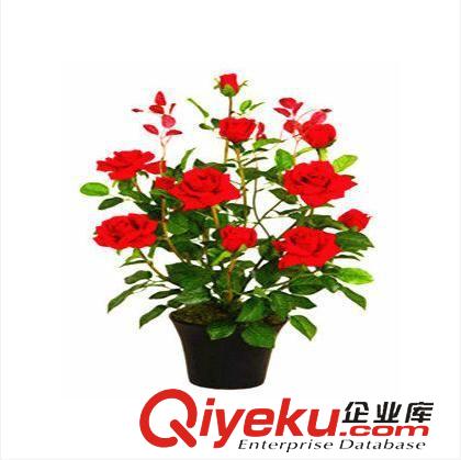 月季精品 玫瑰花苗花卉綠植盆栽賽月季薔薇苗風(fēng)信子種球當(dāng)年開花