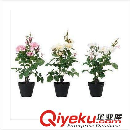 月季精品 玫瑰花苗花卉綠植盆栽賽月季薔薇苗風(fēng)信子種球當(dāng)年開花