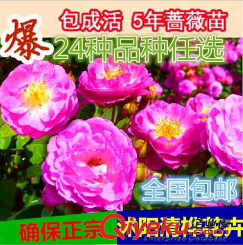 月季精品 基地直銷 多花庭院花卉 爬藤無刺薔薇花苗 玫瑰苗 月季苗 循環(huán)