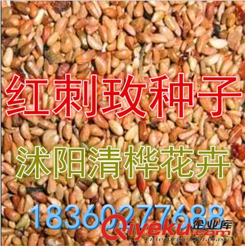 月季精品 出售優(yōu)質(zhì)紅刺玫種子、玫瑰種子、紅刺玫、破皮刺玫、刺玫花直銷