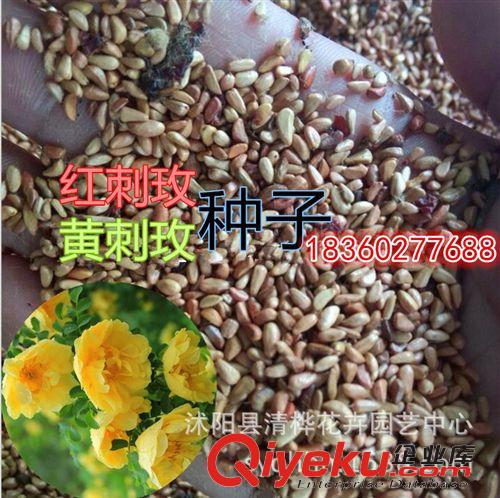 攀援花卉 綠化美麗紫藤花 多花紫藤 朱藤 藤蘿 爬藤植物紫藤樹苗 藤類植物