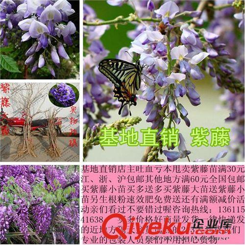 攀援花卉 直銷爬藤植物 凌霄 規(guī)格齊全