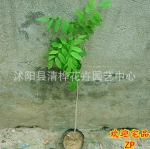 攀援花卉 綠化美麗紫藤花 多花紫藤 朱藤 藤蘿 爬藤植物紫藤樹苗 藤類植物原始圖片3