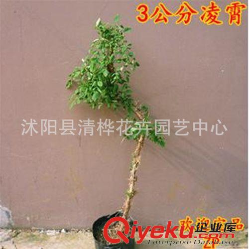 攀援花卉 直銷爬藤植物 凌霄 規(guī)格齊全原始圖片2