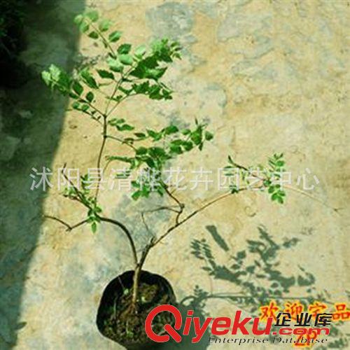 攀援花卉 直銷爬藤植物 凌霄 規(guī)格齊全原始圖片3