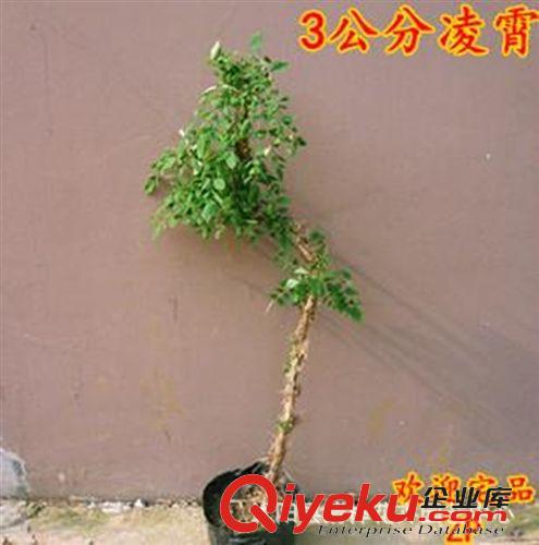 攀援花卉 基地直銷美國凌霄苗木 攀援花卉 庭院別墅美化原始圖片2
