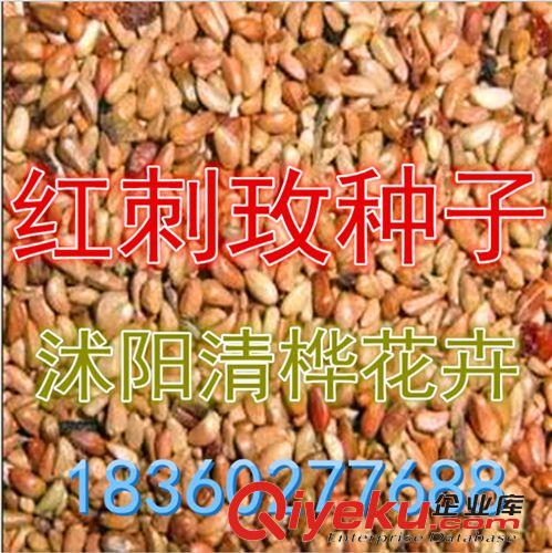 攀援花卉 批發(fā)爬山虎苗 爬藤植物 庭院別墅綠化苗 攀援花卉 綠化苗木