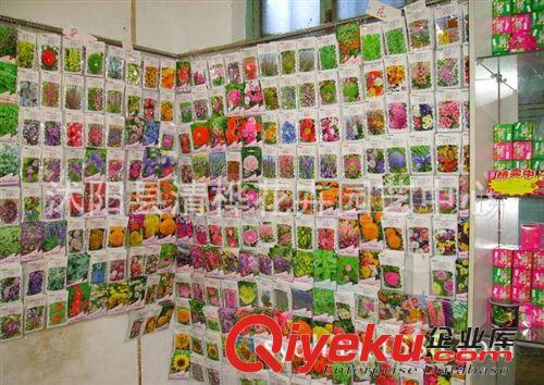  草坪   草種 蔬菜種子 --油麥菜種子-美國四季油麥菜種子原始圖片3