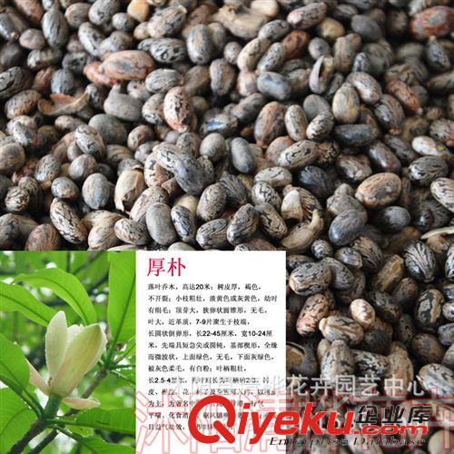  草坪   草種 批發(fā)優(yōu)質(zhì)檜柏種子 柏樹種子 蜀檜種子 塔柏 圓柏 寶塔松種子