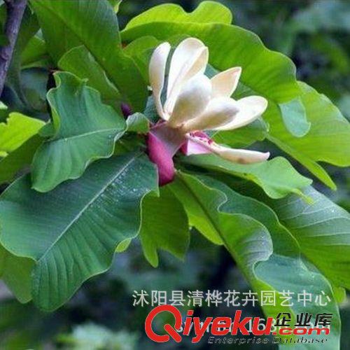  草坪   草種 基地直銷(xiāo)厚樸種子 厚皮川樸樹(shù)種子 中藥材種子 綠化苗木種子原始圖片2